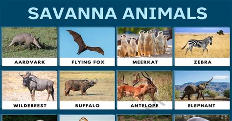 small savanna animals